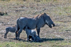 Common Warthog [Phacochoerus africanus massaicus]