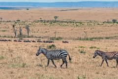 Plains Zebra [Equus quagga quagga]