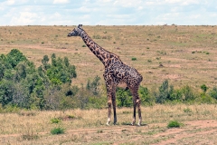 Masai Giraffe [Giraffa tippelskirchi tippelskirchi]
