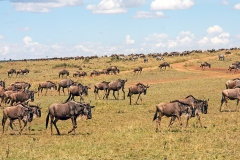 Blue Wildebeest [Connochaetes taurinus mearnsi]