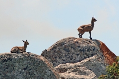 Klipspringer [Oreotragus oreotragus transvaalensis]
