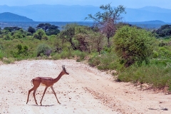 Gerenuk [Litocranius walleri walleri]
