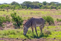 Grevy's Zebra [Equus grevyi]