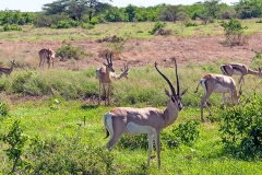 Grant's Gazelle [Nanger granti notata]