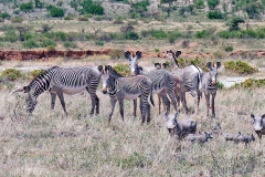 Grevy's Zebra [Equus grevyi]