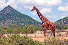 Reticulated Giraffe [Giraffa reticulata]