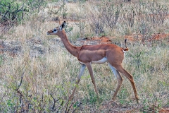 Gerenuk [Litocranius walleri walleri]