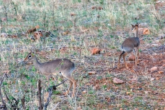 Kirk's Dik-Dik [Madoqua kirkii]