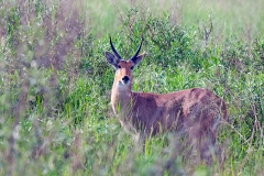 Southern Reedbuck [Redunca arundinum arundinum]