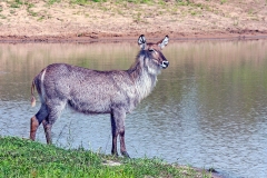 Waterbuck [Kobus ellipsiprymnus ellipsiprymnus]