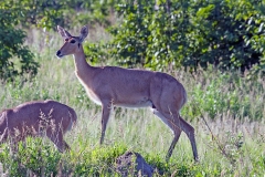 Southern Reedbuck [Redunca arundinum arundinum]