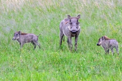Common Warthog [Phacochoerus africanus sundewallii]