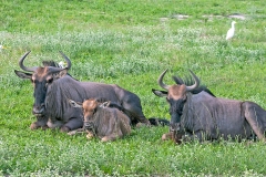 Blue Wildebeest [Connochaetes taurinus taurinus]