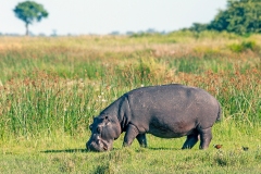 Common Hippopotamus [Hippopotamus amphibius capensis]