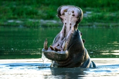 Common Hippopotamus [Hippopotamus amphibius capensis]