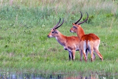 Lechwe [Kobus leche leche]