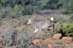Grey Rhebok [Pelea capreolus]