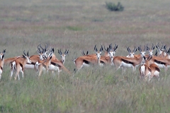 Springbok [Antidorcas marsupialis marsupialis]