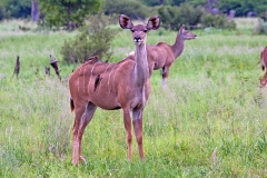 Greater Kudu [Tragelaphus strepsiceros strepsiceros]