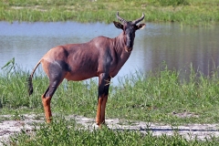 Tsessebe [Damaliscus lunatus lunatus]