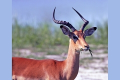 Impala [Aepyceros melampus melampus]