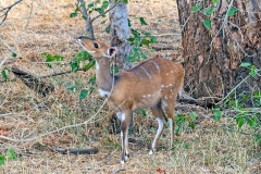 Bushbuck [Tragelaphus sylvaticus sylvaticus]