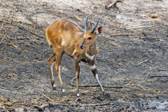 Bushbuck [Tragelaphus sylvaticus sylvaticus]