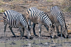Plains Zebra [Equus quagga chapmani]