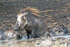 Common Warthog [Phacochoerus africanus sundewallii]