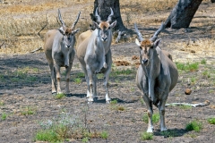 Common Eland [Taurotragus oryx oryx]