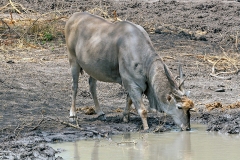 Common Eland [Taurotragus oryx oryx]