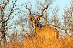 Greater Kudu [Tragelaphus strepsiceros strepsiceros]