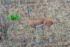 Steenbok [Raphicerus campestris]