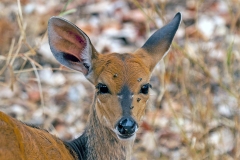 Bushbuck [Tragelaphus sylvaticus sylvaticus]