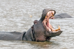 Common Hippopotamus [Hippopotamus amphibius capensis]