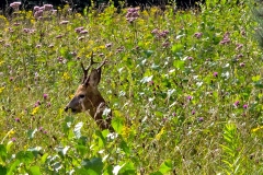 Western Roe Deer [Capreolus capreolus capreolus]