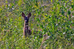 Western Roe Deer [Capreolus capreolus capreolus]