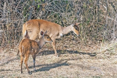 Bushbuck [Tragelaphus sylvaticus sylvaticus]