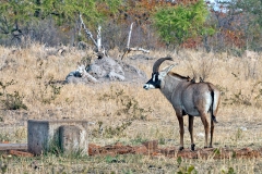 Roan Antelope [Hippotragus equinus equinus]