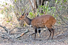 Bushbuck [Tragelaphus sylvaticus sylvaticus]