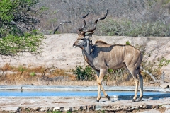 Greater Kudu [Tragelaphus strepsiceros strepsiceros]