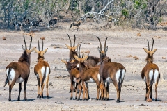 Sable Antelope [Hippotragus niger niger]