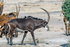 Sable Antelope [Hippotragus niger niger]