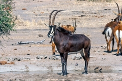 Sable Antelope [Hippotragus niger niger]