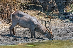 Waterbuck [Kobus ellipsiprymnus ellipsiprymnus]