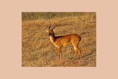 Puku [Kobus vardonii senganus]