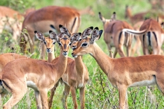 Impala [Aepyceros melampus melampus]
