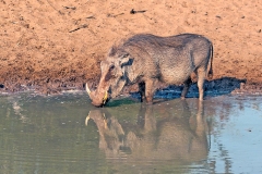 Common Warthog [Phacochoerus africanus sundewallii]