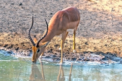 Impala [Aepyceros melampus melampus]