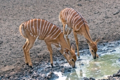Nyala [Tragelaphus angasii]